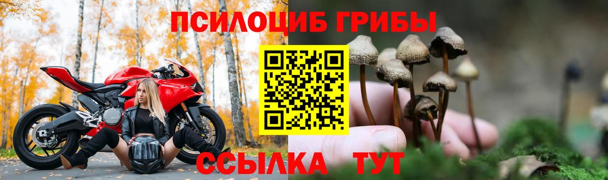 Галлюциногенные грибы мухоморы  Нефтекумск  дарнет шоп  Псилоцибиновые грибы Psilocybe 